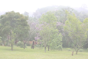 Viveiro florestal / CECFLORA